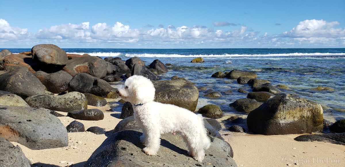 Sugar The Poo maltipoo puppy dog poses on large beach rock