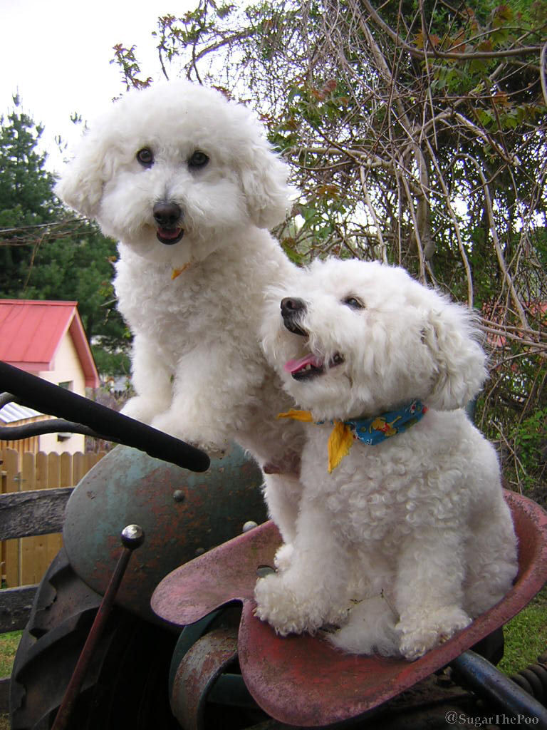 Sugar The Poo maltipoo puppy dogs smiling driving old tractor