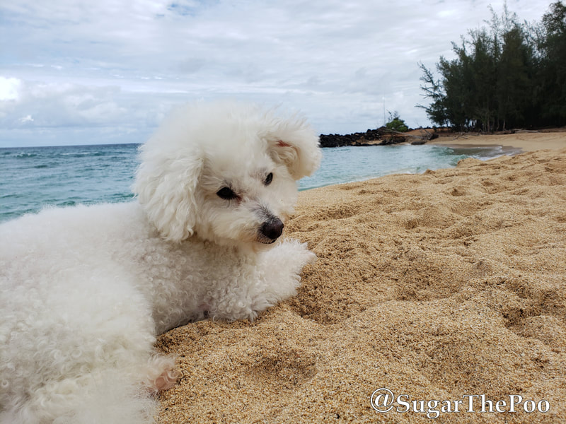 Sugar The Poo cute maltipoo puppy dog laying in sand at Hawaii beach