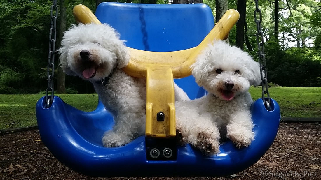 Sugar The Poo maltipoo puppy dogs smiling in swing at playground