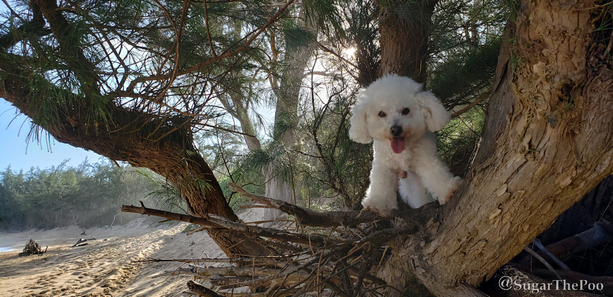 Sugar The Poo cute maltipoo puppy dog smiling in tree at beach