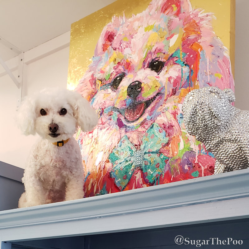 Sugar The Poo cute maltipoo puppy dog with painting of Giggy Vanderpump