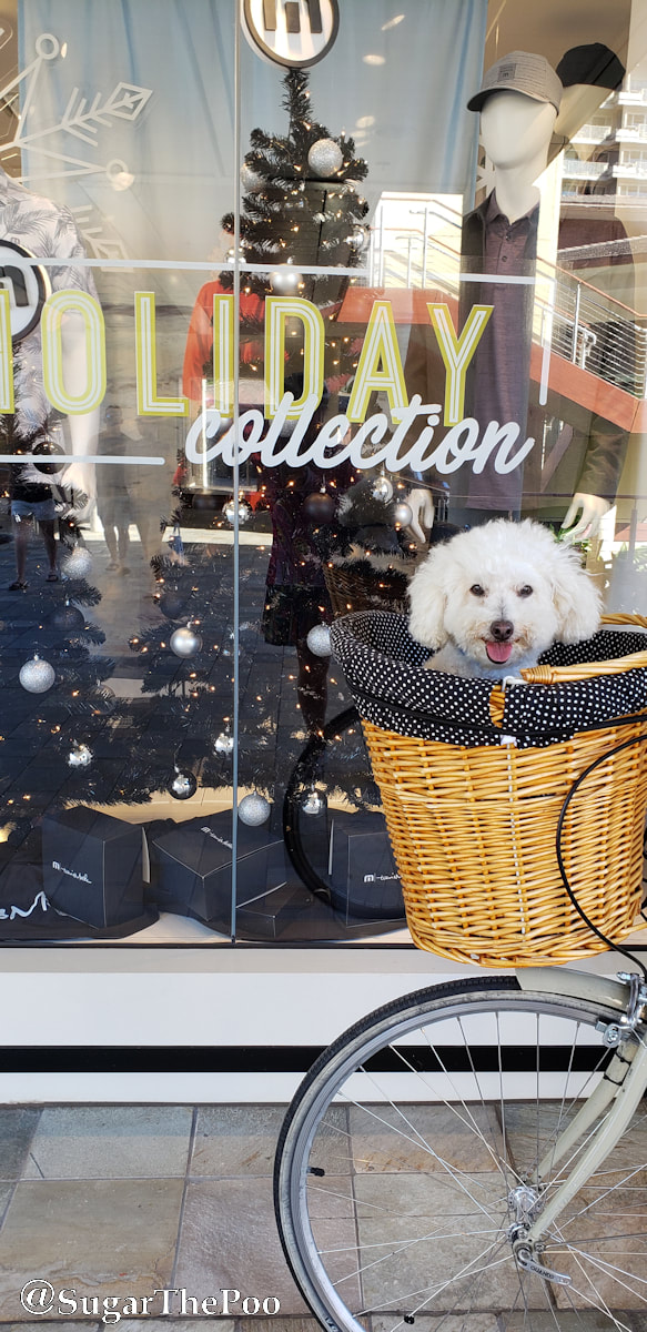 Sugar The Poo cute maltipoo puppy dog in bike basket looking at holiday shop window