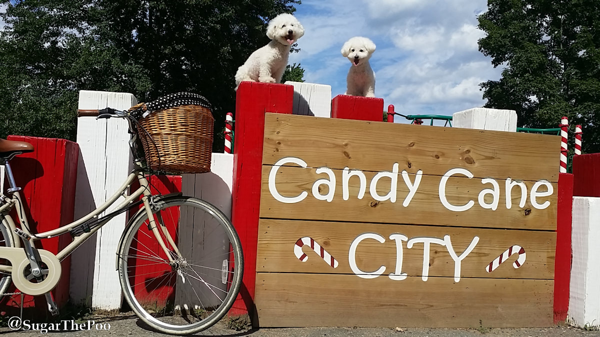 Sugar The Poo two cute maltipoo puppy dogs at Candy Cane City with bike