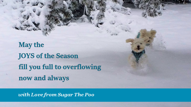 Sugar The Poo, Cute small white Dogs running in snow Christmas Card