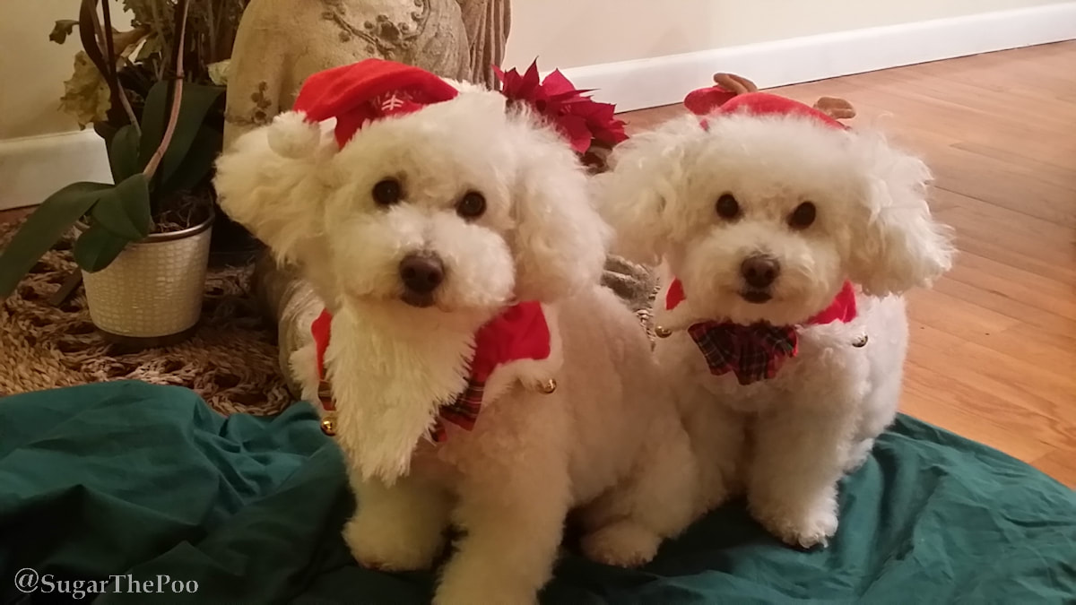 Sugar The Poo two cute maltipoo puppy dogs in Christmas Collar in Christmas outfits Santa Hat 