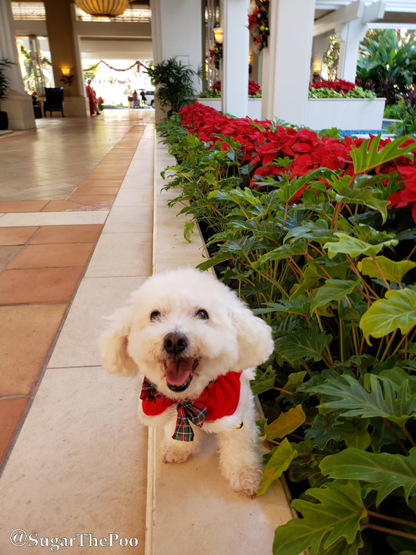 Sugar The Poo cute maltipoo puppy dog smiling with Christmas Collar in large hotel lobby with poinsettias