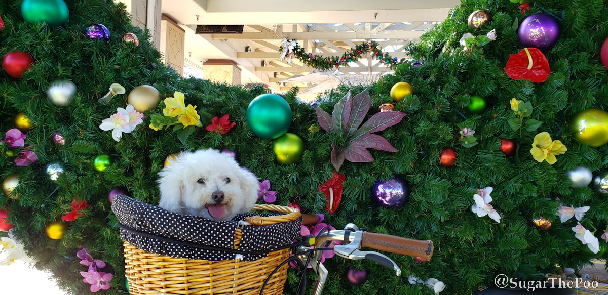 Sugar The Poo cute maltipoo puppy dog in bike basket by huge Christmas wreath