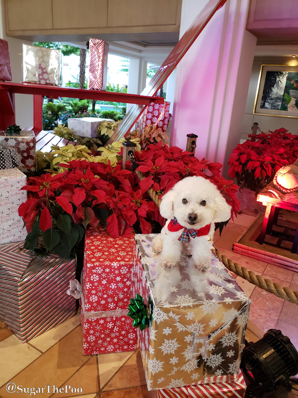 Sugar The Poo cute maltipoo puppy dog in Christmas Collar sitting on large gift wrapped Christmas present
