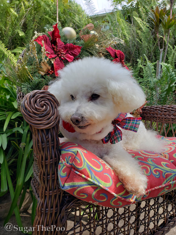 Sugar The Poo cute maltipoo puppy dog relaxed in garden patio with Christmas Collar