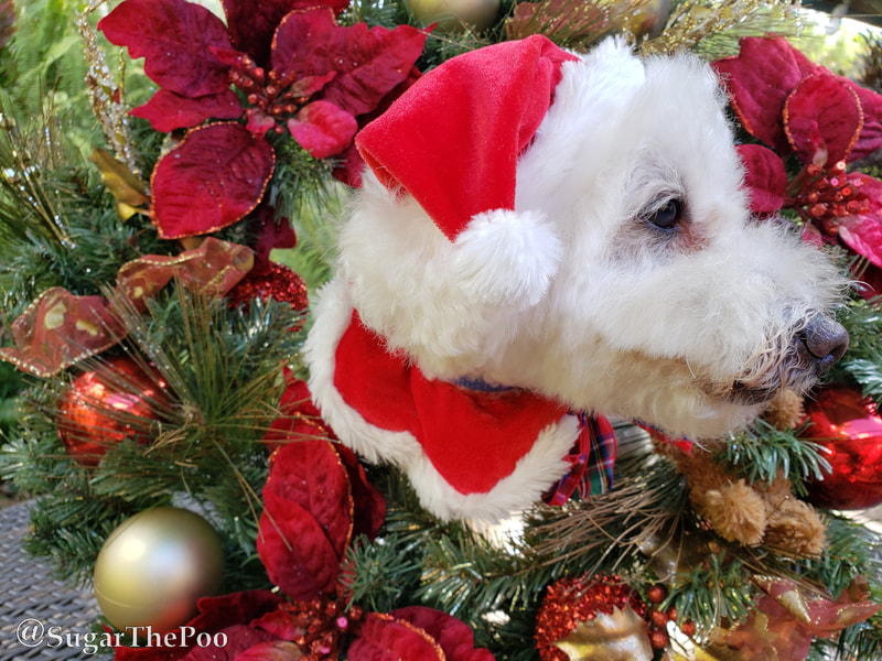 Sugar The Poo cute maltipoo puppy dog in Santa hat and Christmas Collar surrounded by Christmas wreath