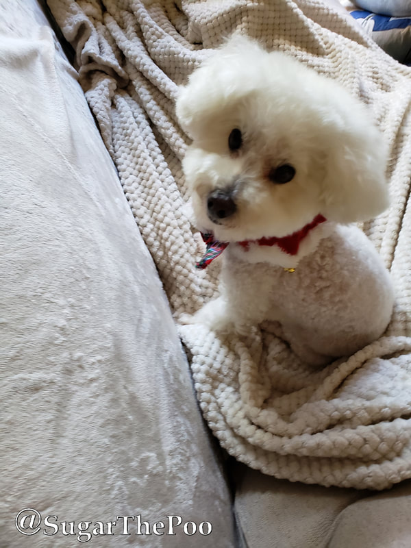 Sugar The Poo adorable little maltipoo puppy dog on sofa looking up with Christmas Collar 