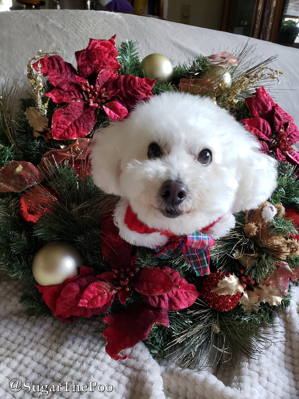 Sugar The Poo Cute Maltipoo Puppy Dog Christmas Decorations
