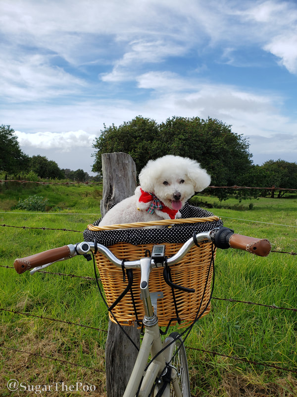 Sugar The Poo Cute Maltipoo Puppy Dog Bike Basket Angel Clouds Green Field