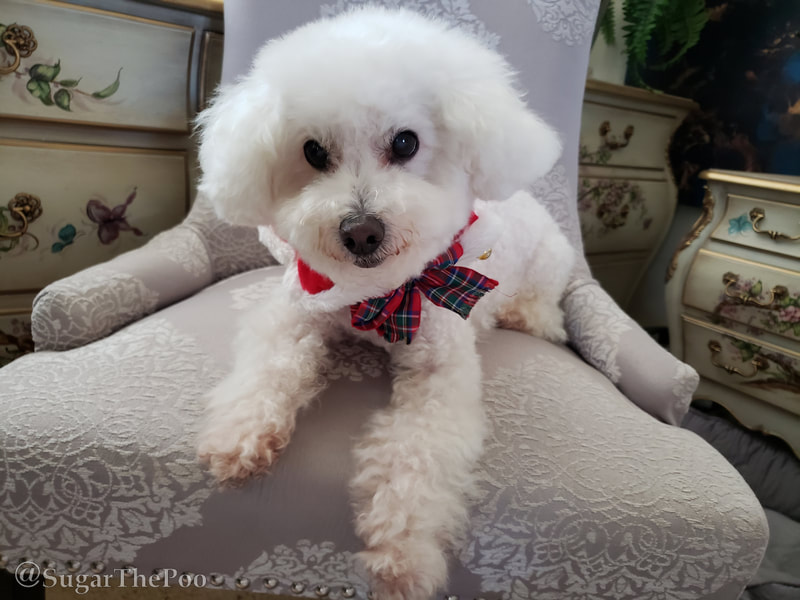 Sugar The Poo Cute Maltipoo Puppy Dog in chair with Christmas Collar 