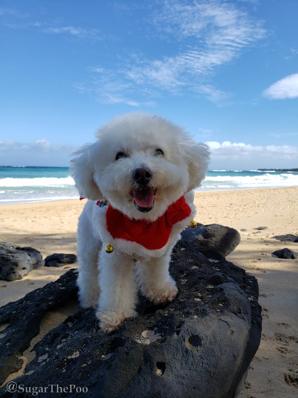 Sugar The Poo cute Maltipoo puppy dog standing smiling on rock at Hawaii beach