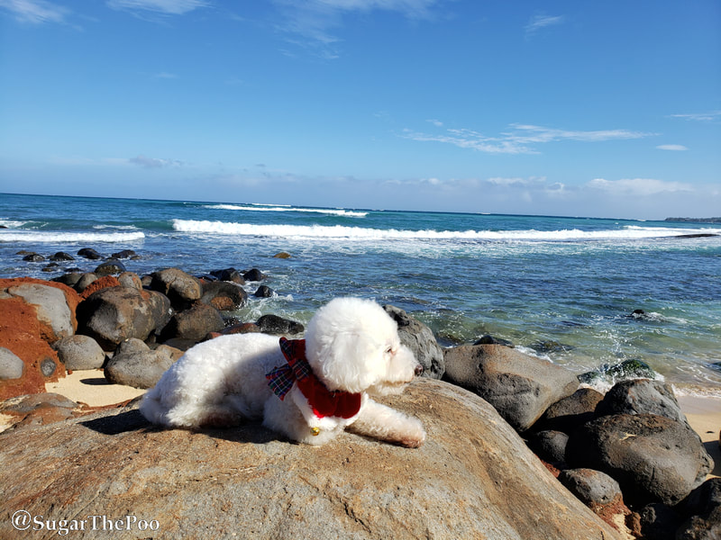 Sugar The Poo cute Maltipoo puppy dog laying in the sun on rock at Hawaii beach