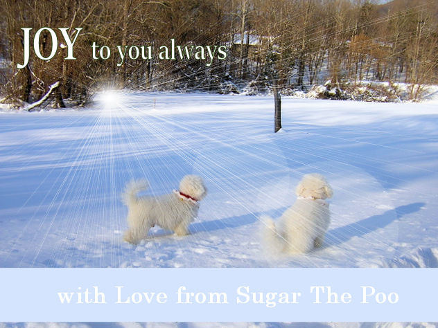 Sugar The Poo cute Sugar The Poo cute Maltipoo puppy dogs in snow Joy Christmas Card