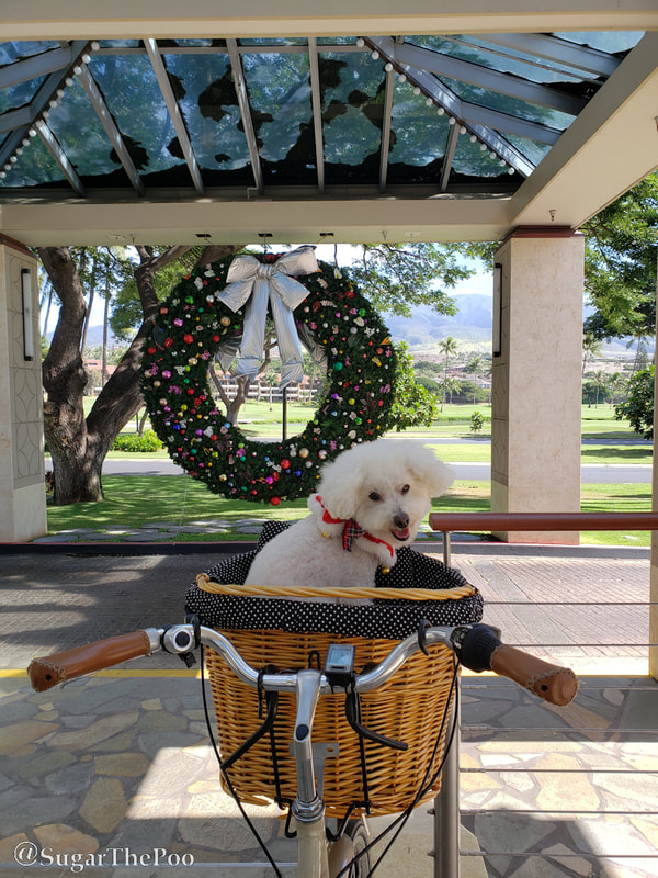 Sugar The Poo cute puppy dog in bike basket looking at huge Christmas Wreath in Hawaii
