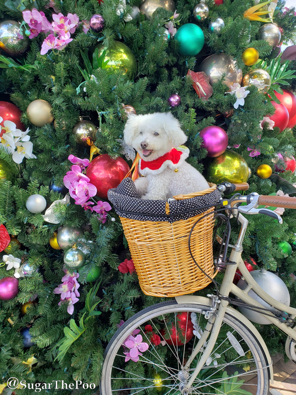 Sugar The Poo cute puppy dog in bike basket by huge Christmas Tree in Hawaii