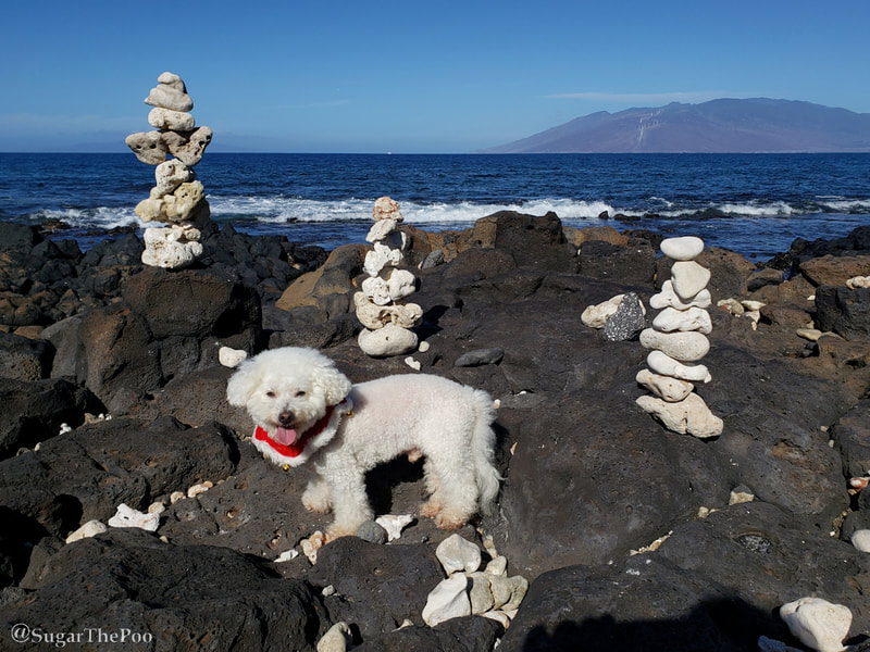 Sugar The Poo cute Maltipoo puppy dog standing smiling with stacked balancing rocks at Hawaii beach