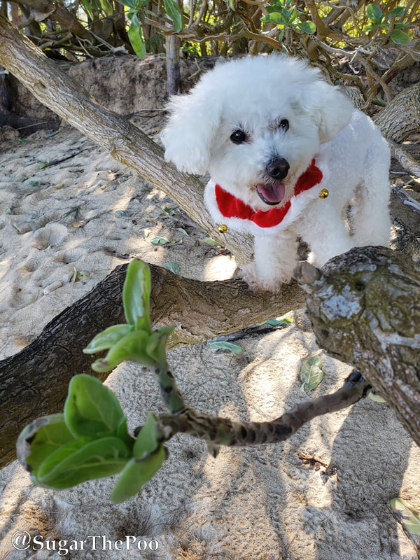 Sugar The Poo cute Maltipoo puppy dog standing in tree at Hawaii beach