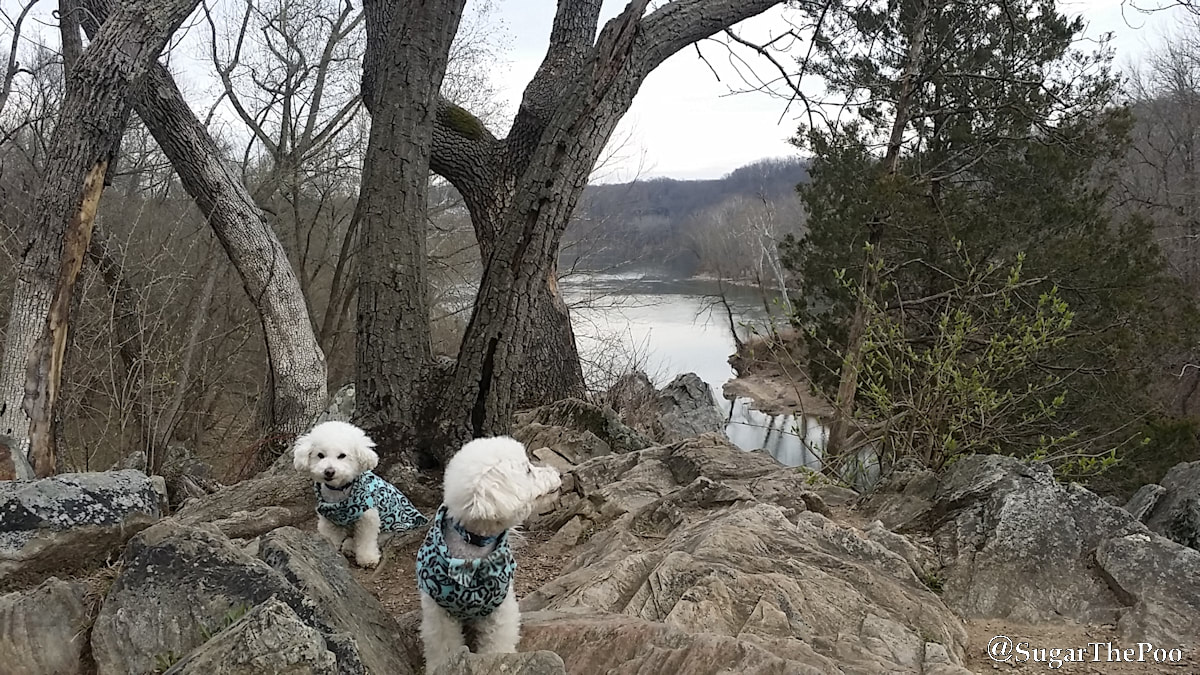 Sugar The Poo cute maltipoo puppy dogs on rocks overlooking Potomac River Gorge in Winter