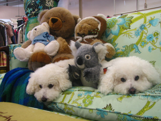 Sugar The Poo maltipoo puppy dogs with pile of teddy bears on couch