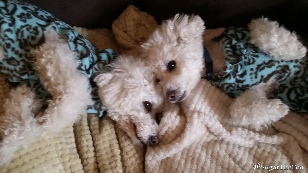 Sugar The Poo cute maltipoo puppy dogs in coats cuddle together
