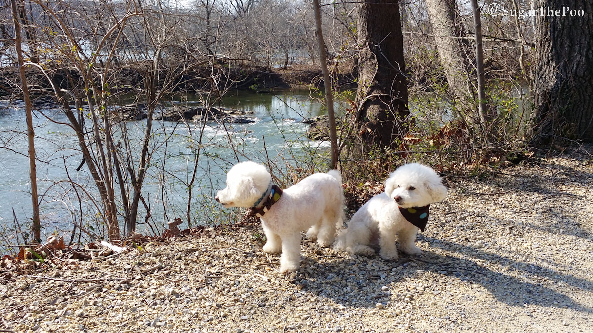 Sugar The Poo cute maltipoo puppy dogs in winter sun by Potomac River on C and O Canal towpath