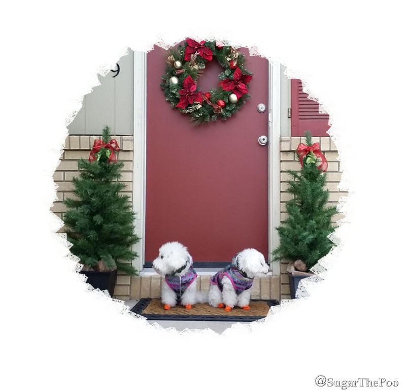 Sugar The Poo cute maltipoo puppy dogs in boots and coats at front door with Christmas Decorations