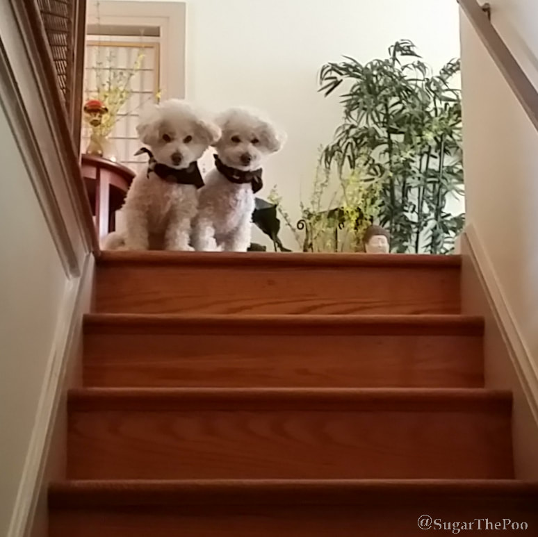 Sugar The Poo  two cute maltipoo puppy dogs at top of stairs looking down