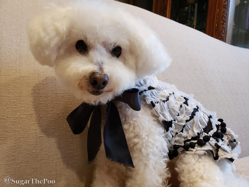 Sugar The Poo cute maltipoo puppy dog dressed in fancy outfit