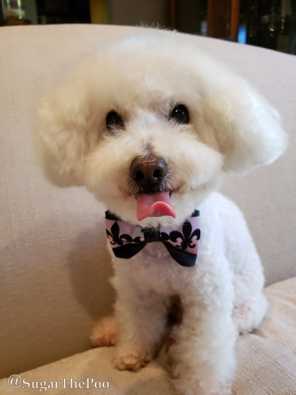 Sugar The Poo cute maltipoo puppy dog in fancy bowtie sticking out tongue
