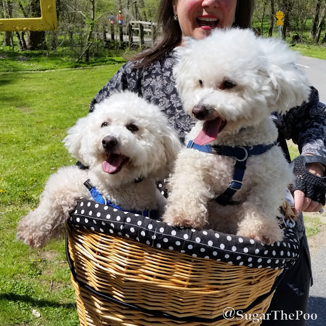 Sugar The Poo two cute maltipoo puppy dogs smiling in bike basket with smiling rider